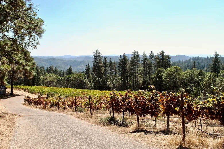 Profile Six: How Varietals Differ from Taste Profiles and Where We Dive into Zinfandel, Malbec and the Gold Rush