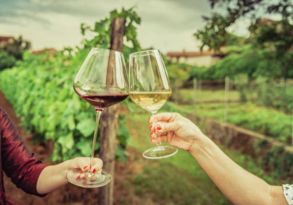 Two women clinking glasses of wine in a vineyard