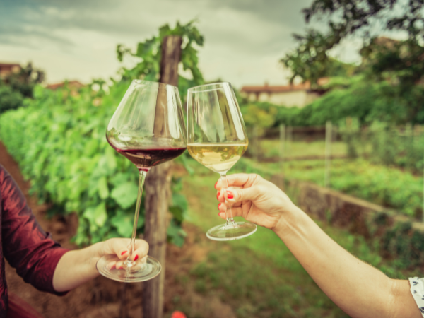 Two women clinking glasses of wine in a vineyard