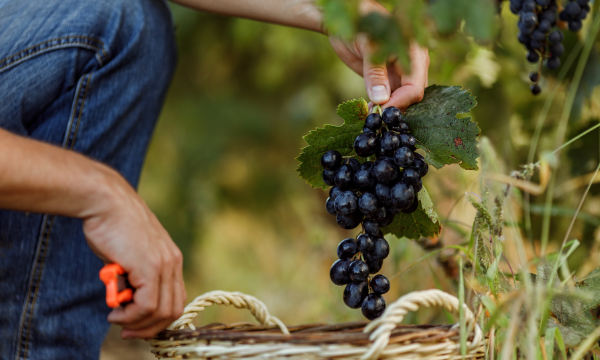 harvesting biodynamic grapes at winery