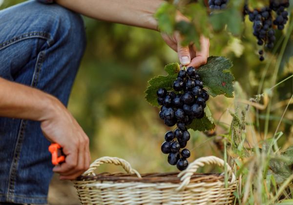 harvesting biodynamic grapes at winery